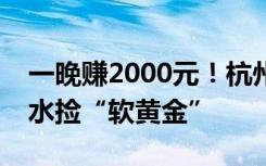 一晚赚2000元！杭州有人每晚往田里跑，下水捡“软黄金”