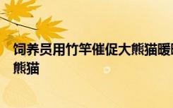 饲养员用竹竿催促大熊猫暖暖，公园致歉：永不允许此人养熊猫