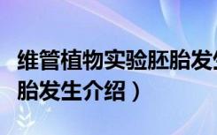 维管植物实验胚胎发生（关于维管植物实验胚胎发生介绍）