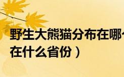 野生大熊猫分布在哪个省份（野生大熊猫分布在什么省份）