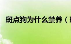 斑点狗为什么禁养（斑点狗被禁养的原因）