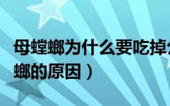 母螳螂为什么要吃掉公螳螂（母螳螂吃掉公螳螂的原因）