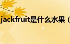 jackfruit是什么水果（jackfruit指哪种水果）