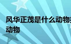 风华正茂是什么动物打一肖一年四季穿绵衣的动物