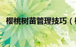 樱桃树苗管理技巧（樱桃树日常如何管理）