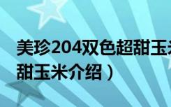 美珍204双色超甜玉米（关于美珍204双色超甜玉米介绍）