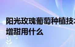 阳光玫瑰葡萄种植技术与管理视频教程小番茄增甜用什么