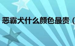 恶霸犬什么颜色最贵（恶霸犬哪种体型最贵）