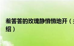 羞答答的玫瑰静悄悄地开（关于羞答答的玫瑰静悄悄地开介绍）