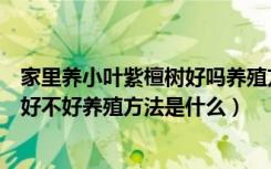 家里养小叶紫檀树好吗养殖方法有哪些（家里养小叶紫檀树好不好养殖方法是什么）