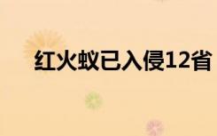 红火蚁已入侵12省（红火蚁入侵12省）