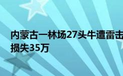 内蒙古一林场27头牛遭雷击死亡 牧民：当晚雷雨加冰雹 约损失35万