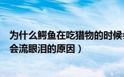 为什么鳄鱼在吃猎物的时候会流眼泪（鳄鱼在吃猎物的时候会流眼泪的原因）