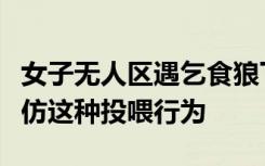 女子无人区遇乞食狼下车投喂，不建议大家模仿这种投喂行为