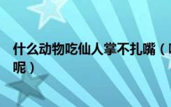 什么动物吃仙人掌不扎嘴（哪种动物吃仙人掌不会觉得扎嘴呢）