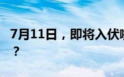 7月11日，即将入伏啦！哪天入伏，是咋定的？