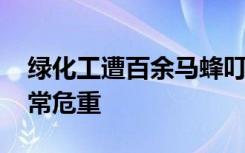 绿化工遭百余马蜂叮咬后昏迷 医生：病情非常危重