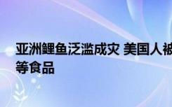 亚洲鲤鱼泛滥成灾 美国人被逼开发成Copi美食：可做汉堡等食品