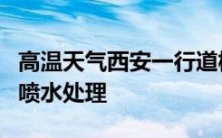 高温天气西安一行道树冒白烟，消防紧急赶到喷水处理