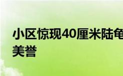 小区惊现40厘米陆龟散步 拥有  “陆地之王”美誉