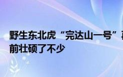 野生东北虎“完达山一号”再次现身黑龙江穆棱林区，比之前壮硕了不少