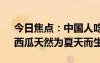 今日焦点：中国人吃掉全世界70%的西瓜：西瓜天然为夏天而生