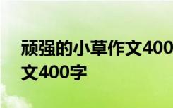 顽强的小草作文400字四年级 顽强的小草作文400字