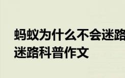 蚂蚁为什么不会迷路的作文 蚂蚁为什么不会迷路科普作文