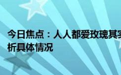 今日焦点：人人都爱玫瑰其实是假象!没有问过玫瑰，详细分析具体情况