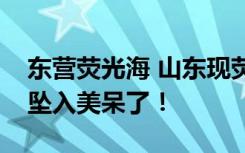 东营荧光海 山东现荧光海滩梦幻蓝光如星辰坠入美呆了！