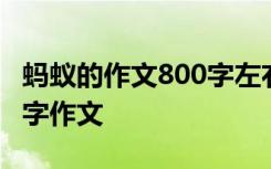 蚂蚁的作文800字左右 蚂蚁的作文：蚂蚁900字作文