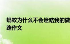 蚂蚁为什么不会迷路我的做法 我的结论 蚂蚁为什么不会迷路作文