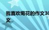 我喜欢菊花的作文300个字 我喜欢菊花的作文