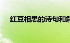 红豆相思的诗句和解释 红豆相思的诗句