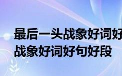 最后一头战象好词好句摘抄及感受 最后一头战象好词好句好段