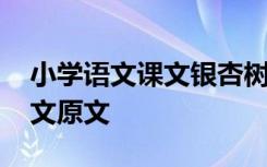 小学语文课文银杏树二年级 二年级银杏树课文原文