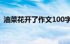 油菜花开了作文100字 油菜花开了小学作文