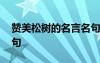 赞美松树的名言名句大全 赞美松树的名言名句