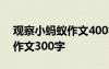 观察小蚂蚁作文400字作文 观察小蚂蚁优秀作文300字