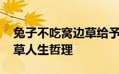 兔子不吃窝边草给予人的启示 兔子不吃窝边草人生哲理