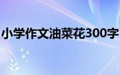 小学作文油菜花300字 油菜花小学作文400字