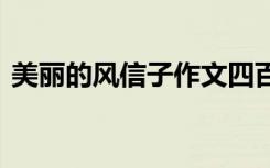 美丽的风信子作文四百字 美丽的风信子作文