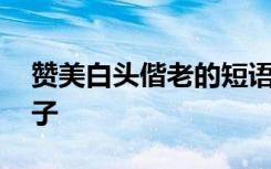 赞美白头偕老的短语 赞美情侣白头偕老的句子