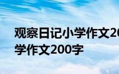 观察日记小学作文200字三年级 观察日记小学作文200字