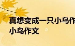 真想变成一只小鸟作文600字 真想变成一只小鸟作文