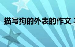 描写狗的外表的作文 写狗的外貌作文300字