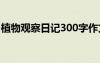 植物观察日记300字作文 植物观察日记300字