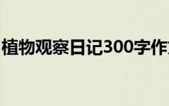 植物观察日记300字作文 植物观察日记300字