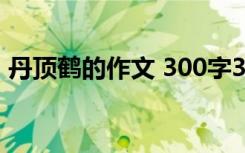 丹顶鹤的作文 300字30篇 丹顶红作文300字