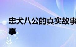 忠犬八公的真实故事简介 忠犬八公的真实故事